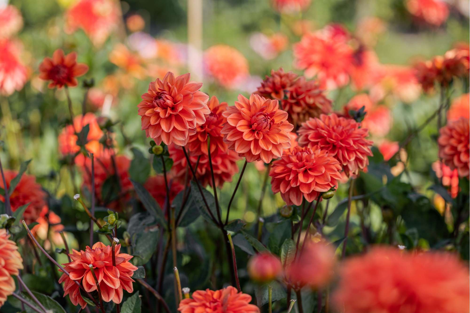 Dahlia 'Orange Nugget'